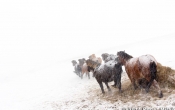 IJslandse Paarden in de sneeuw