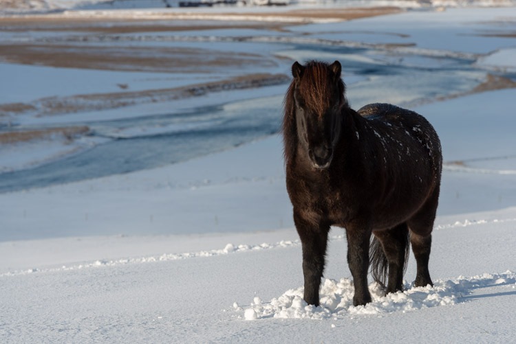 Zwart paard in de witte sneeuw